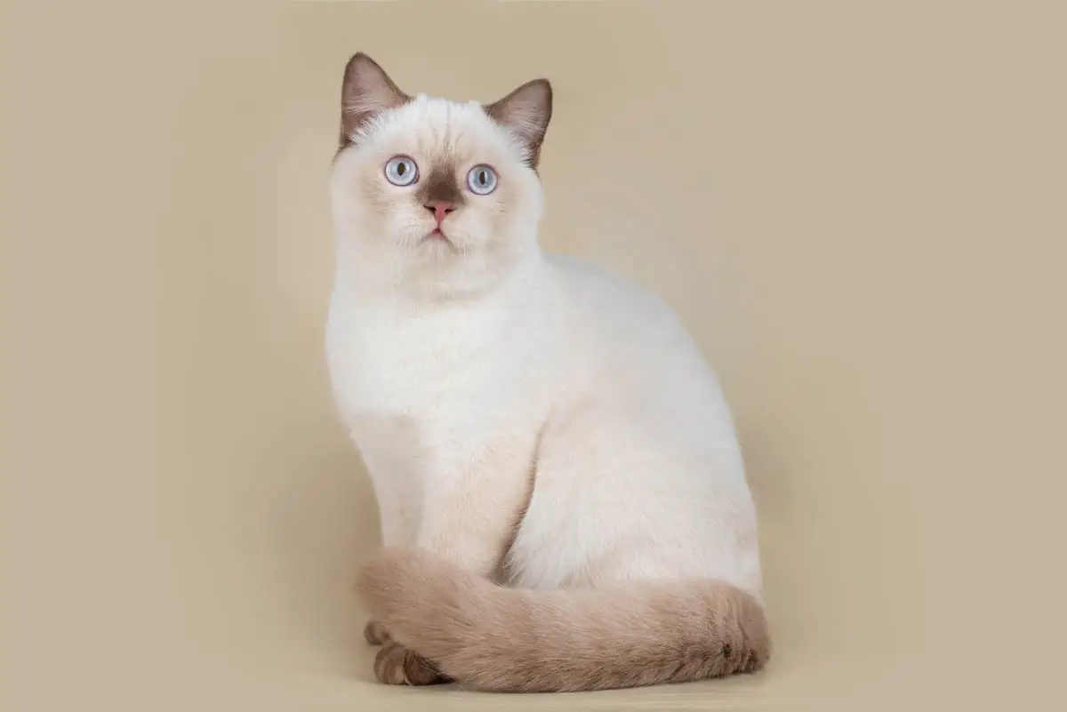Colourpoint British Shorthair