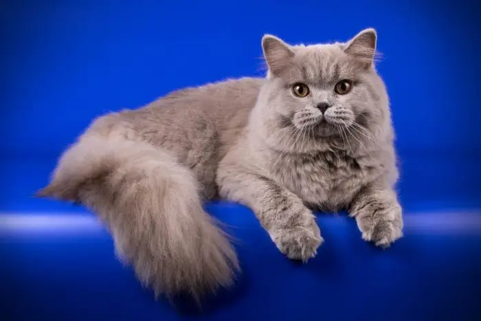Grey British Longhair