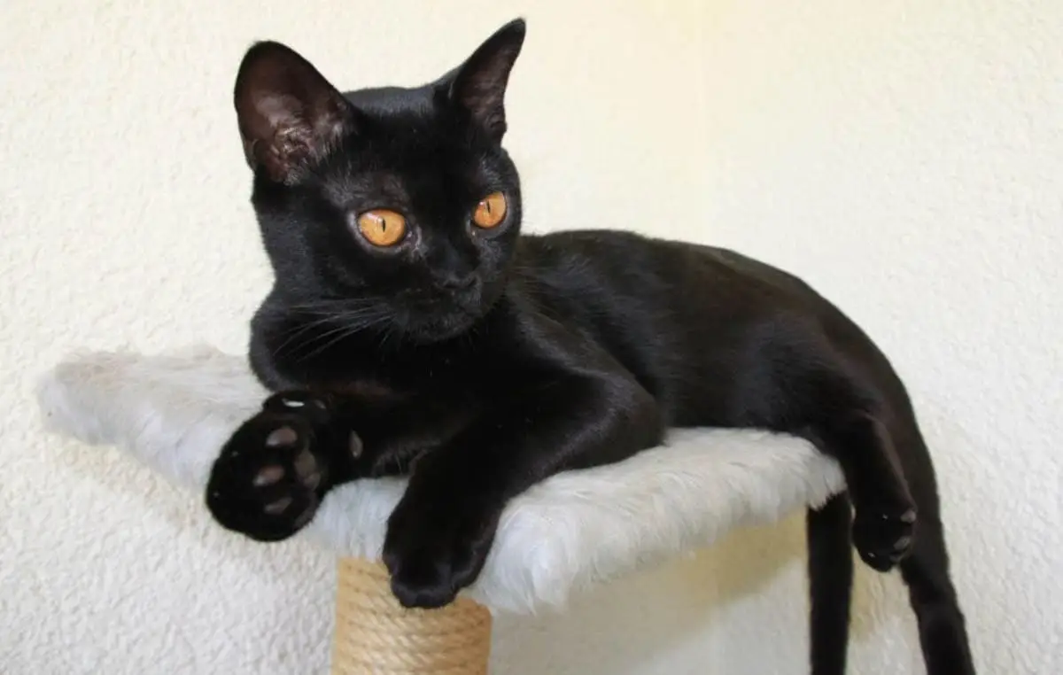 Bombay cat