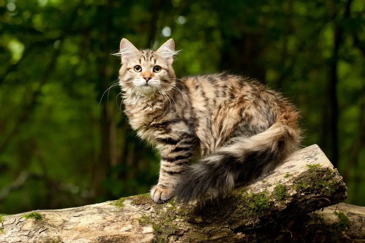 Siberian cat