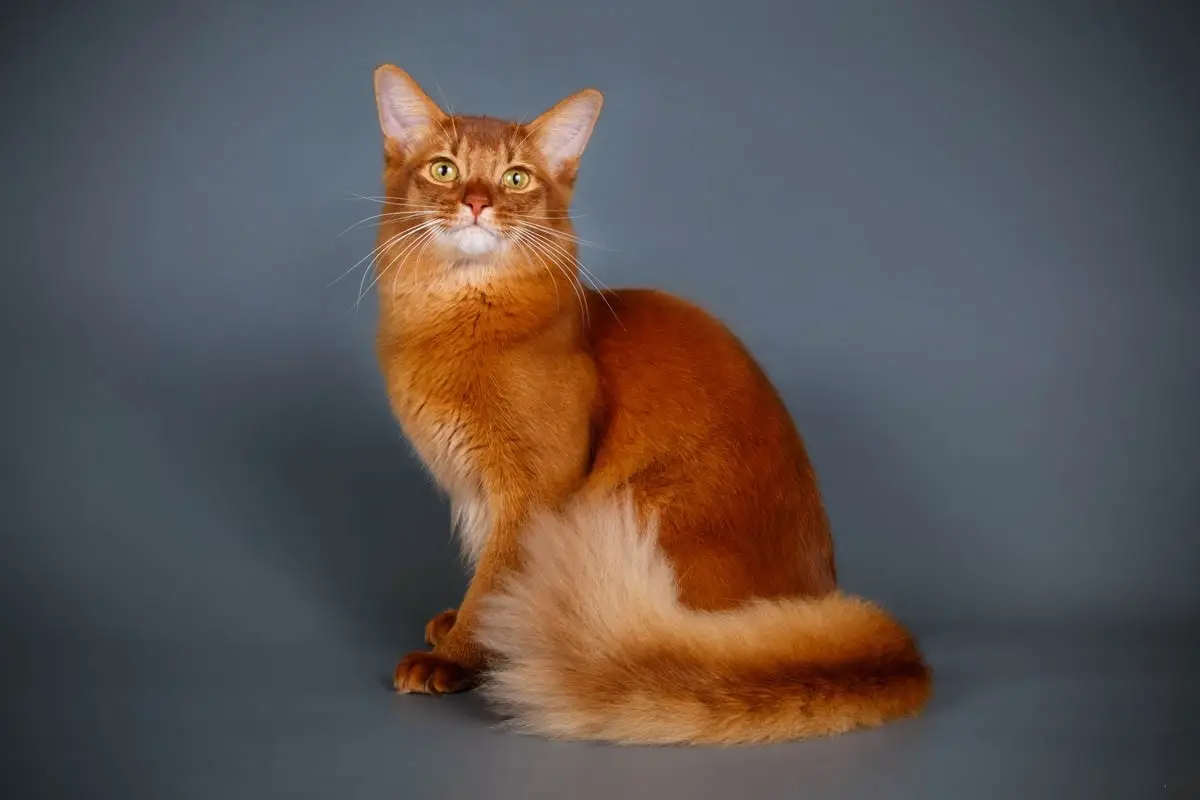 Somali cat