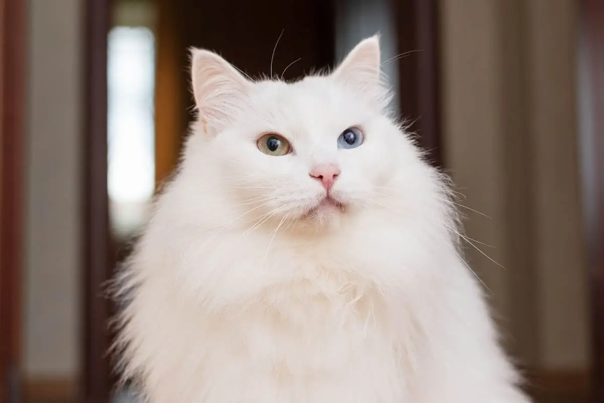 Turkish Angora