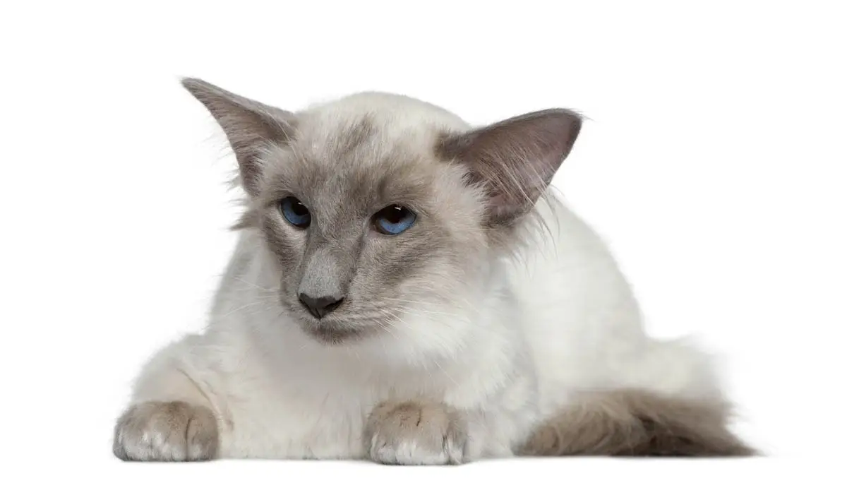 Balinese cat