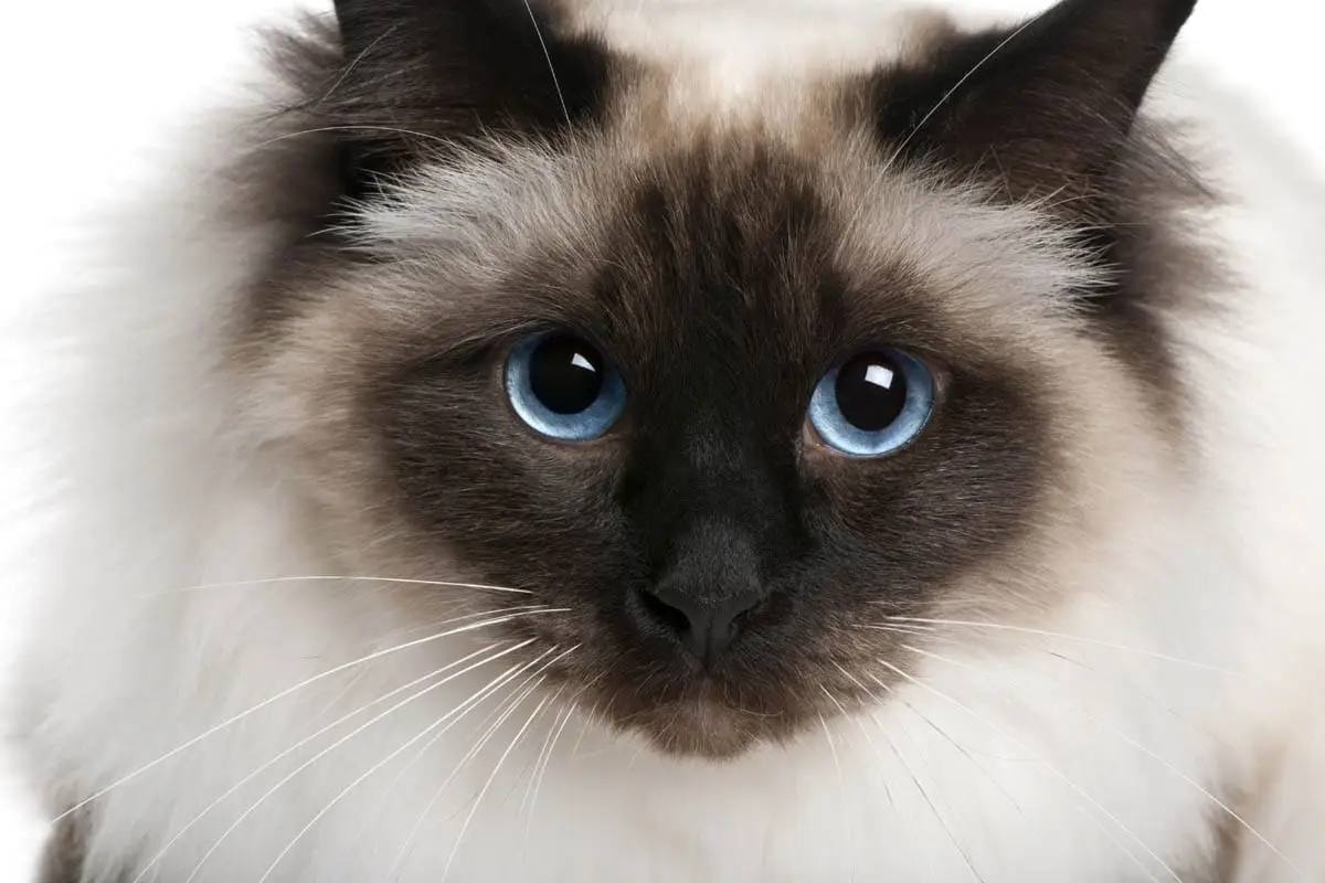 Birman cat
