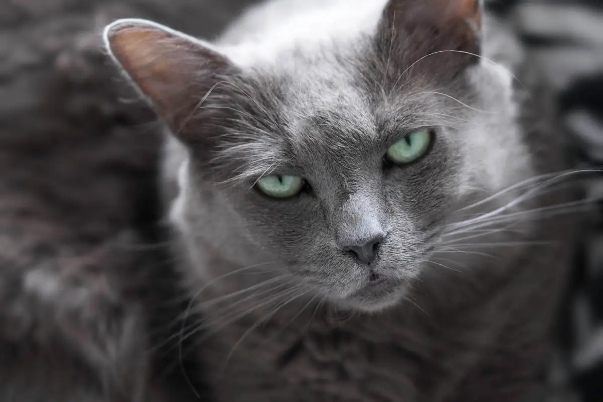 Nebelung cat