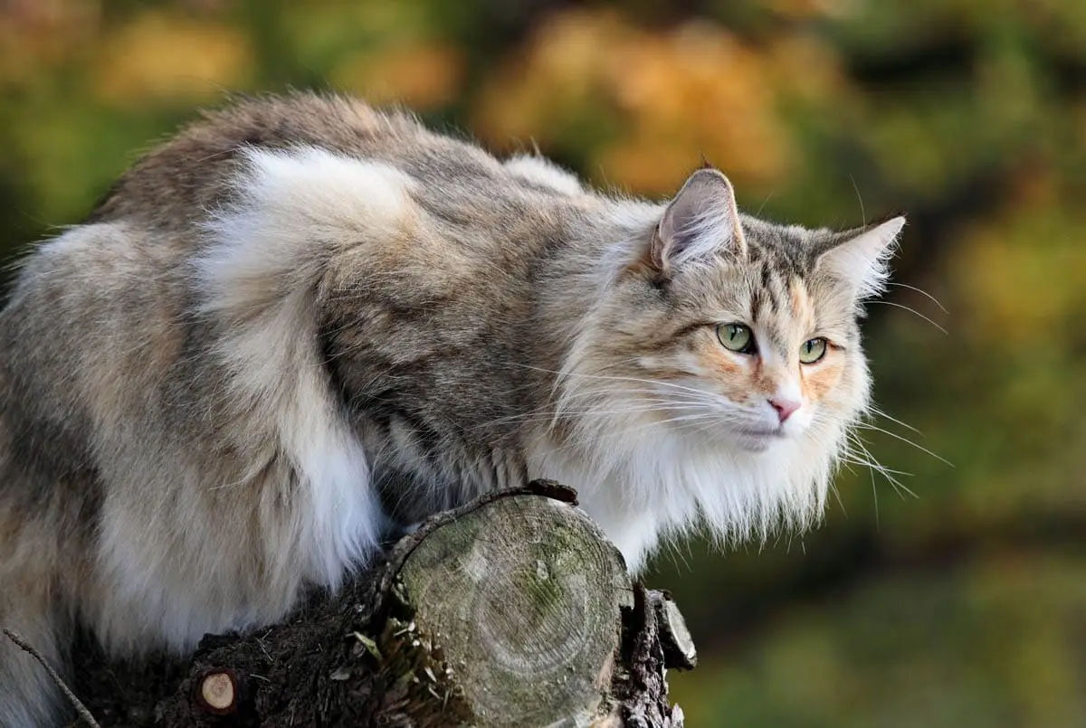 Norwegian Forest Cat