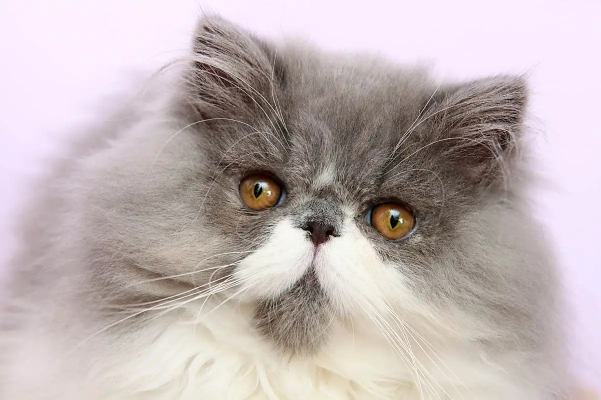 Persian cat