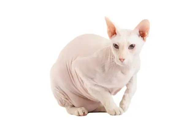 Peterbald