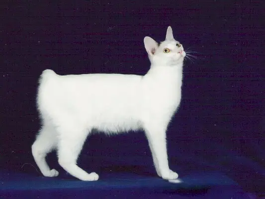 Gato Bobtail Japonés