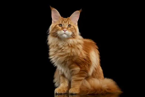 Maine Coon kat