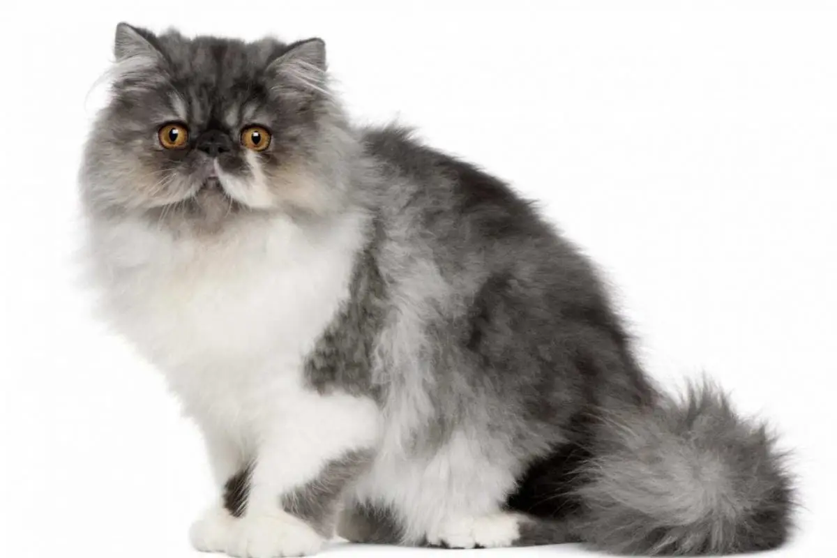 Grey and white Persian cat