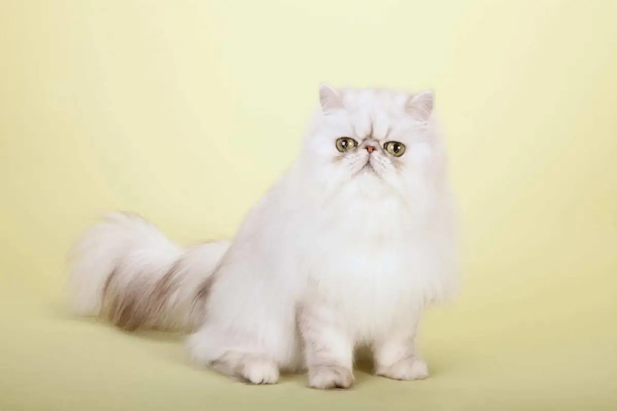 Persian cat