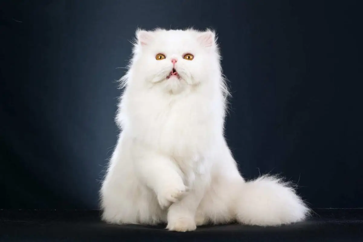 White Persian cat