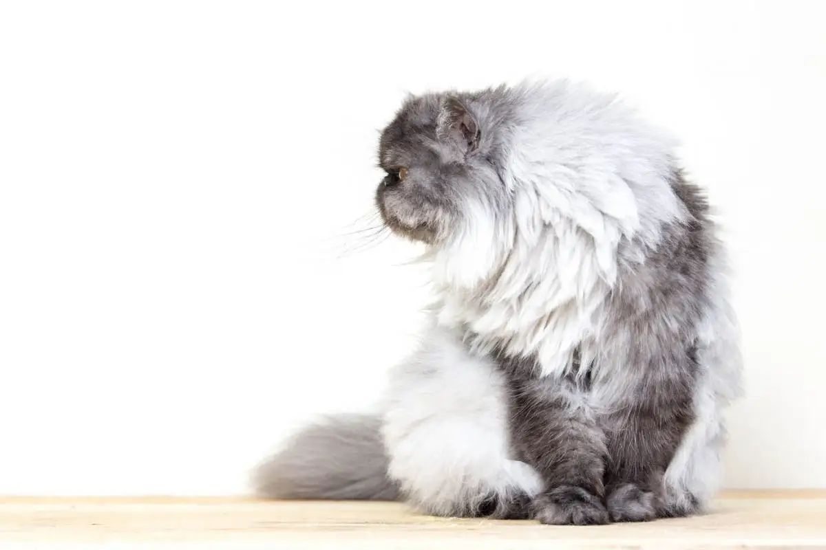 Smoke Persian