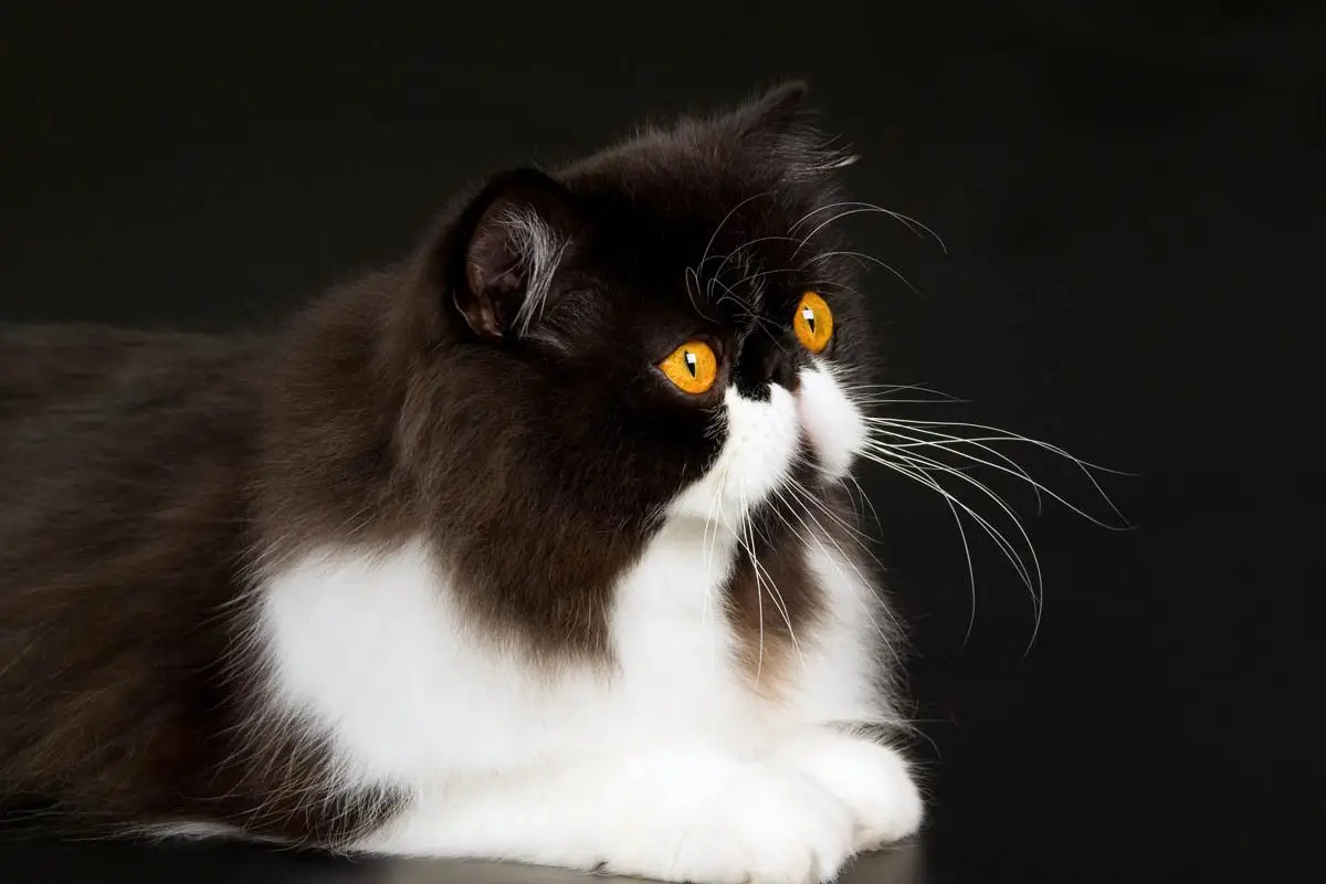 Black and white Persian cat