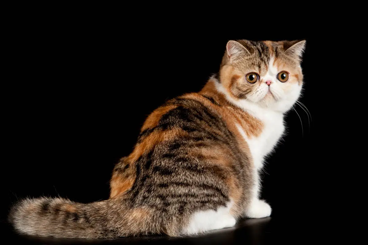 Exotic Shorthair