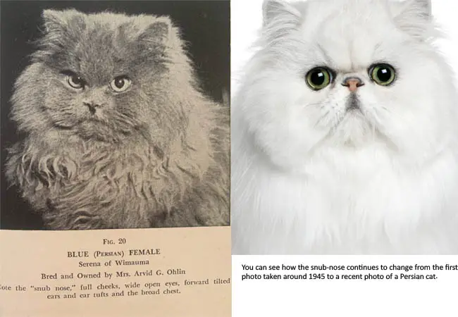 Persian cat nose