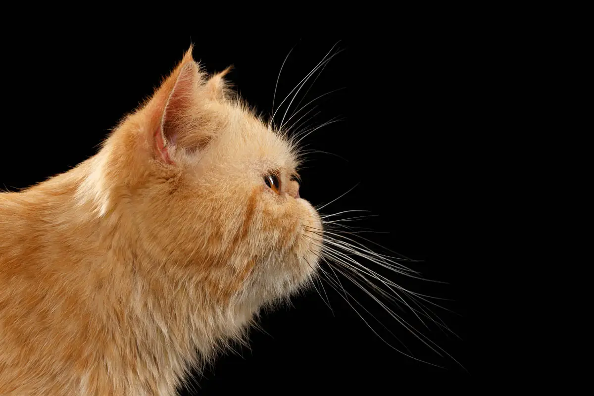 Side profile of a Persian cat