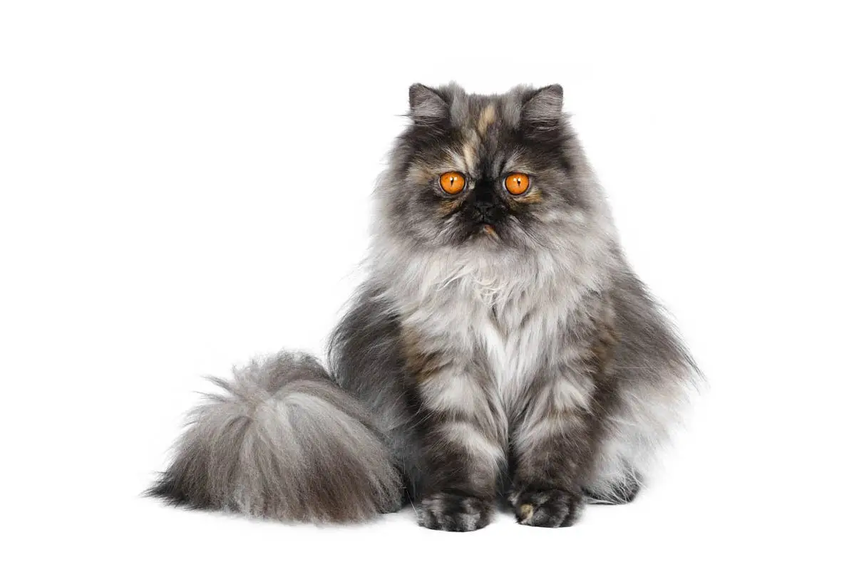 Smoke Persian cat