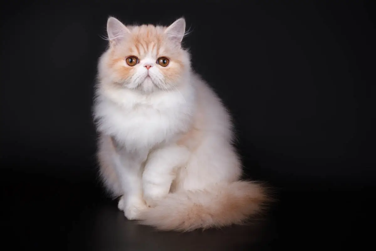Persian cat