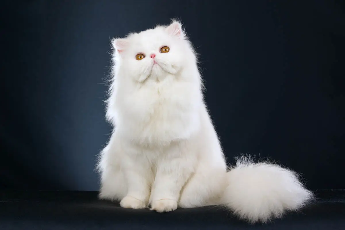White Persian cat