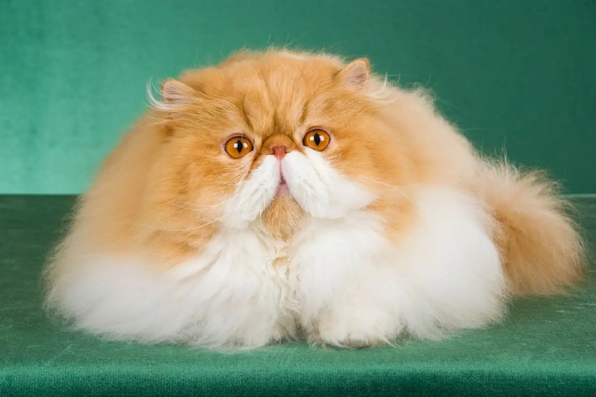 Persian cat