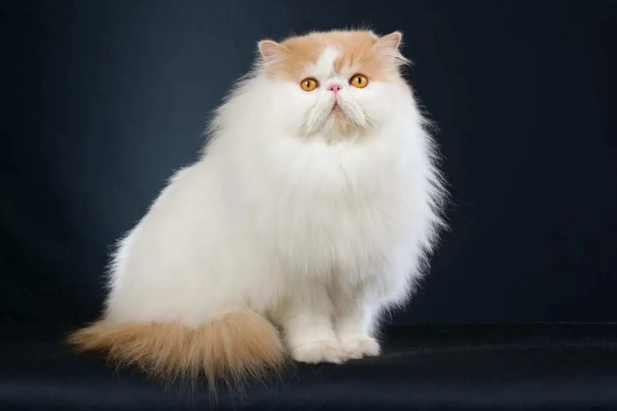 Red and white Persian cat