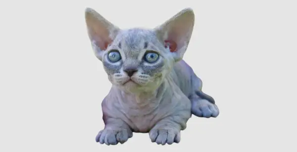 Minskin cat