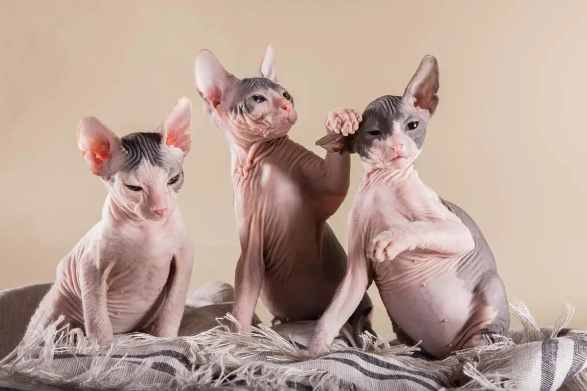 Three Don Sphynx kittens