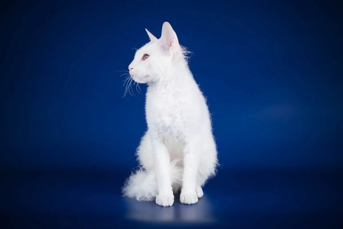 Furry Don Sphynx