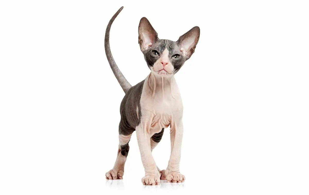 Don Sphynx kitten