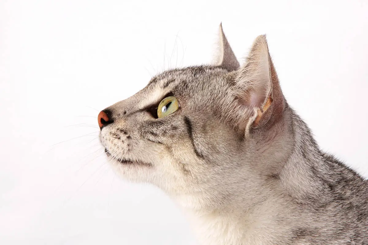 Close up of an Egyptian Mau