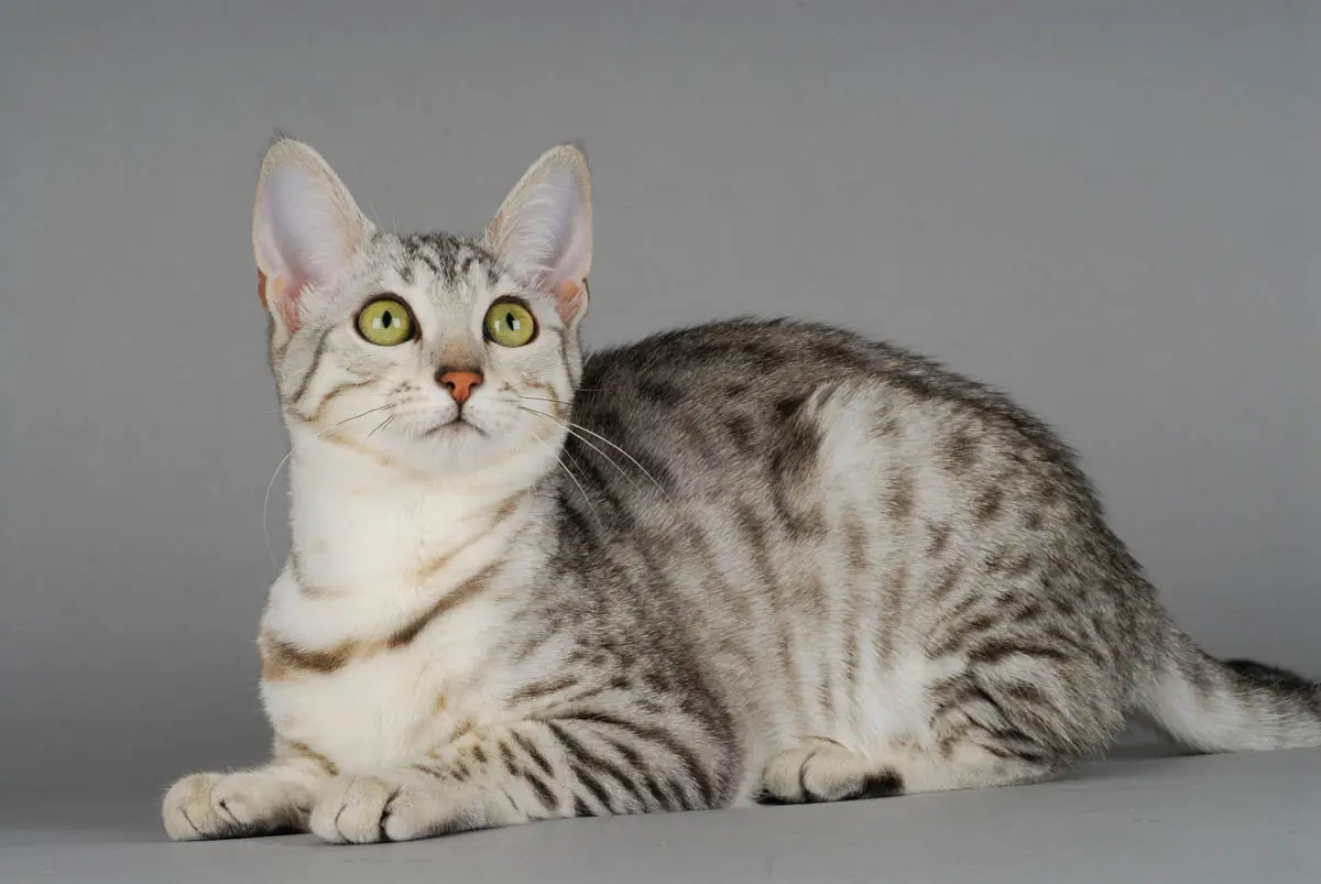 Egyptian Mau