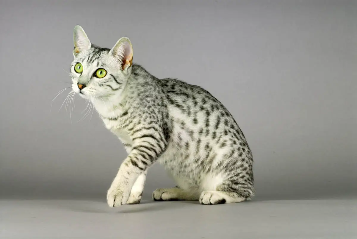 Egyptian Mau