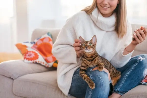 女性の上に座るベンガル猫