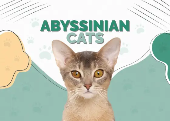 Abyssinian Cat Race Info: Billeder, pleje, træk og fakta