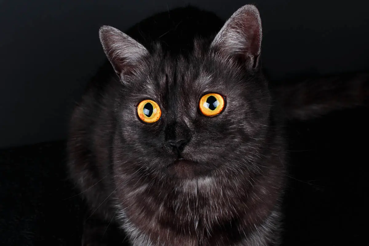 Black smoke domestic shorthair