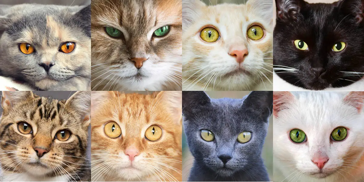 Domestic shorthair cat colours