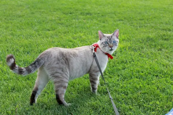 Blauäugige Tabby-Point-Siamkatze