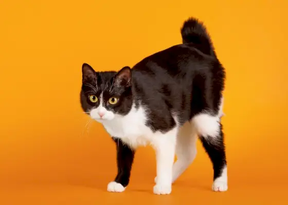 القط عديم الذيل من سلالة القطط اليابانية Bobtail