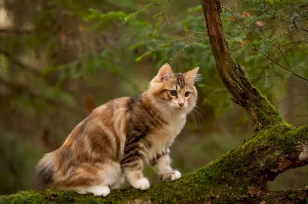 haleløs katterase Kurilian Bobtail-katt