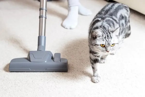 Entzückende Katze läuft neben Vakuum_Herr Frau Marcha, Shutterstock