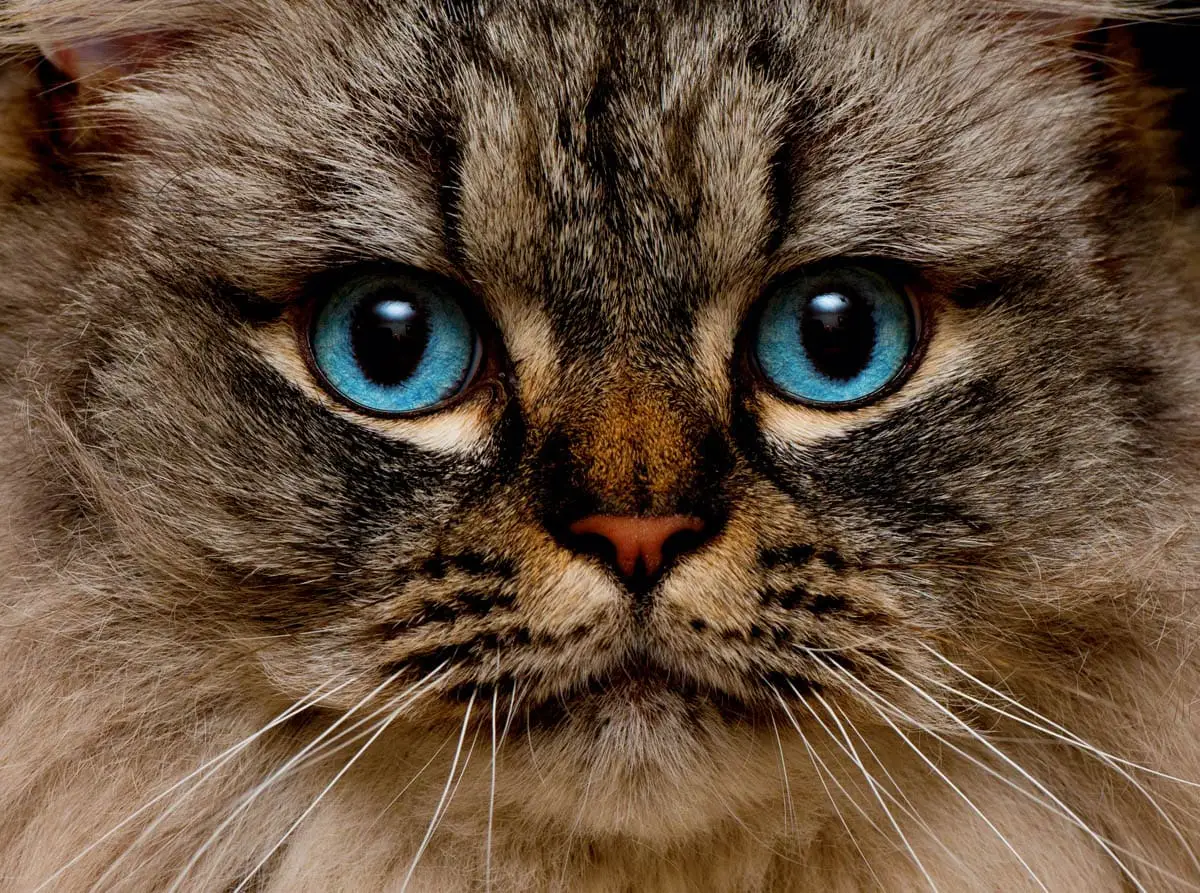 Ragamuffin cat