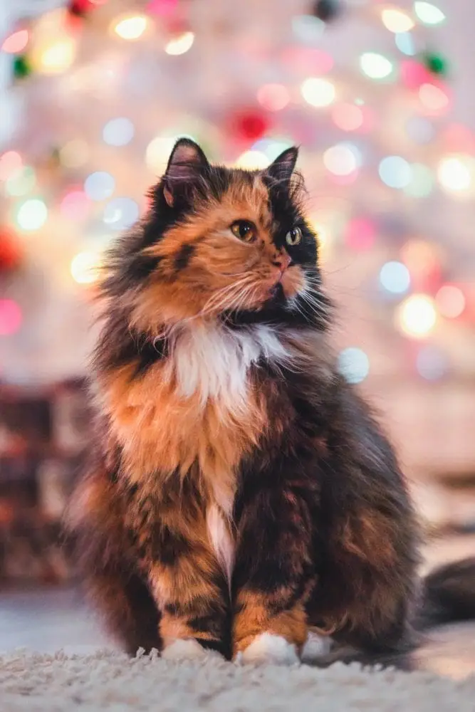 Tortie and white Ragamuffin cat