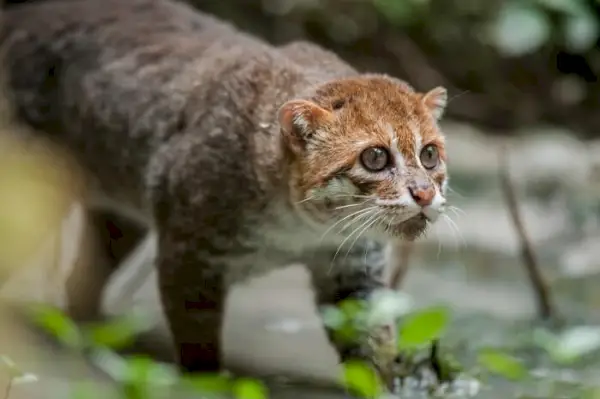 Gatto dalla testa piatta