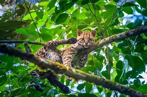 pisica Margay