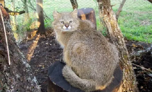 Chat de la Pampa