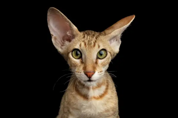 Chat Peterbald