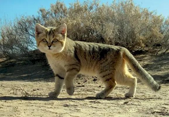 Chat chat des sables