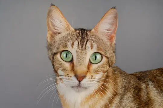 Chat de la forêt de Sokoke